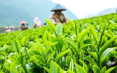千畝茶園覓清涼，一縷茶香抵暑氣——海絲茶旅中的生態(tài)消夏記